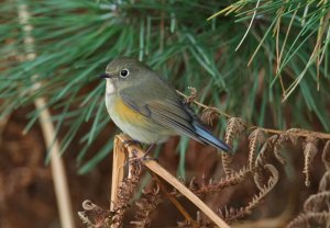 Red-flanked Bluetail - Scilly