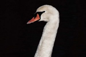 Mute swan