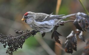 Common Redpoll