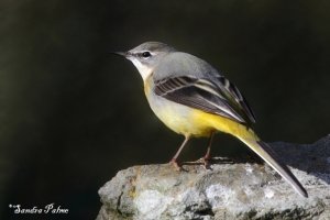 Grey wagtail