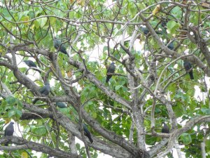 Christmas Island Imperial-Pigeon roosting flock