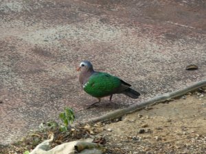 FOR OPUS: Emerald Dove, Christmas Island subspecies