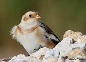 Snow Bunting