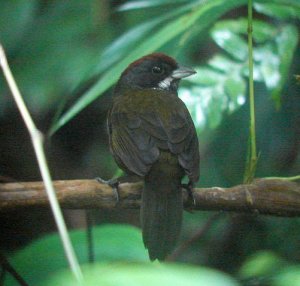 Sooty-faced Finch