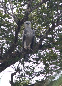 Harpy Eagle