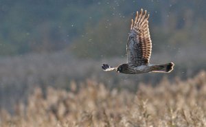 Hen Harrier