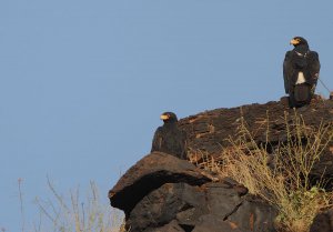 Verreaux's Eagle Pair