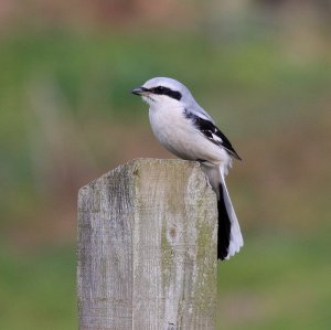 Great Grey Shrike