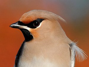 Handheld Waxwing 2