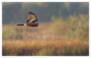 Hen Harrier