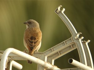 aerial sparrow