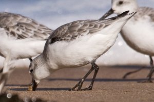 Sanderling