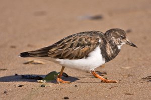 Turnstone