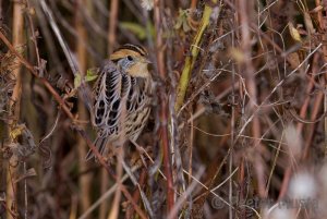 Le Conte's Sparrow - Waterdown, Ontario