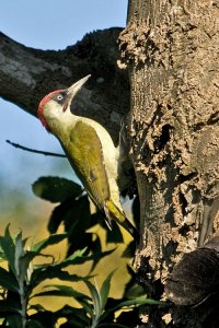 Green Woodpecker