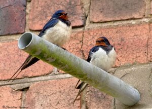 Swallows