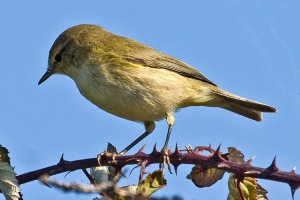 Common Chiffchaff