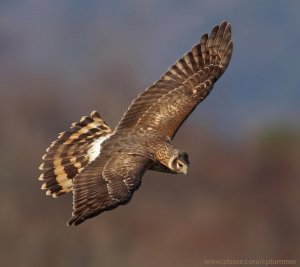 Hen harrier