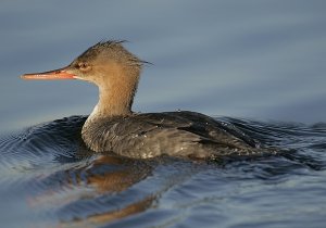 Red-breasted Merganser