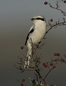 Great Grey Shrike