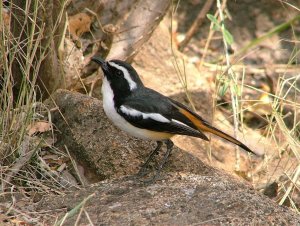 White-throated Robin-chat