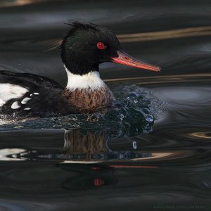 Red-breasted Merganser