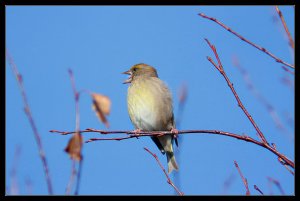 Yawning Greenfinch