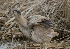 Bittern