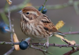 Female Reed Bunting