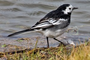 Pied Wagtail