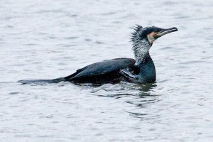 "continental" Great Cormorant