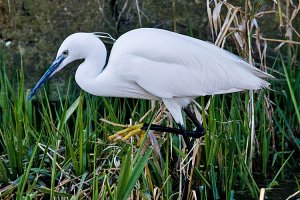 Little Egret