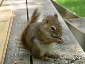 One Eared Red Squirrel