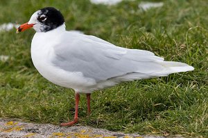 Mediterranean Gull (Adult)