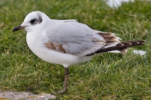 Mediterranean Gull (1st Winter)