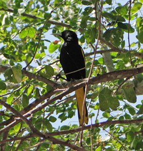 Yellow winged Cacique