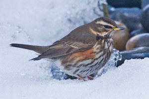 Redwing