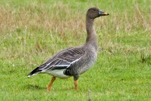 Tundra Bean Goose