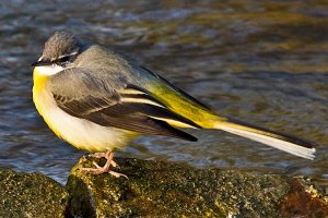 Grey Wagtail