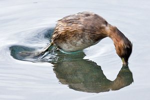 Dabchick (Little Grebe)