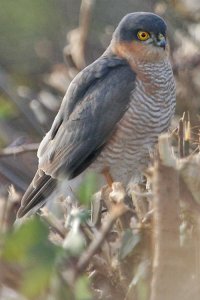 Eurasian Sparrowhawk