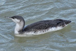 Red-throated Diver (Loon)