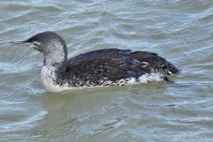 Red-throated Diver (Loon)