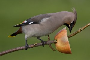 In my garden (Whoo hoo)