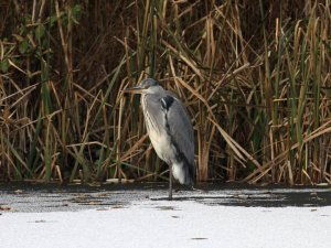 Grey Heron