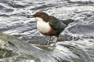 (White-throated) Dipper