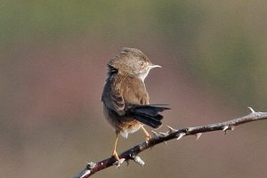 Dartford Warbler