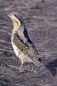 Wryneck