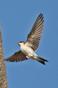 House Martin