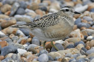 Dotterel